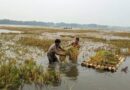 দুই হাজার কাটা জমির ফসল পানির নিচে তলিয়ে